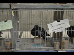 Concurso de Palomas 2012